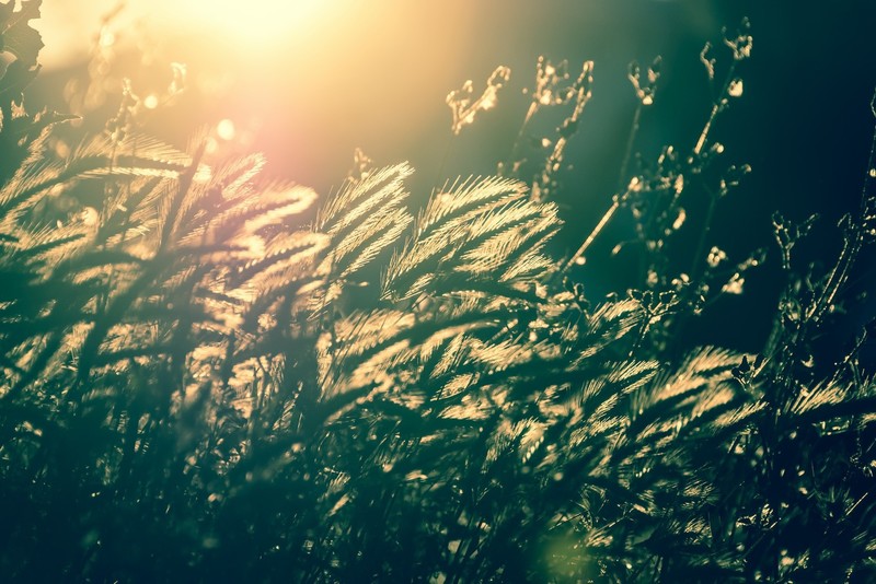 sunlight, nature, green, plants