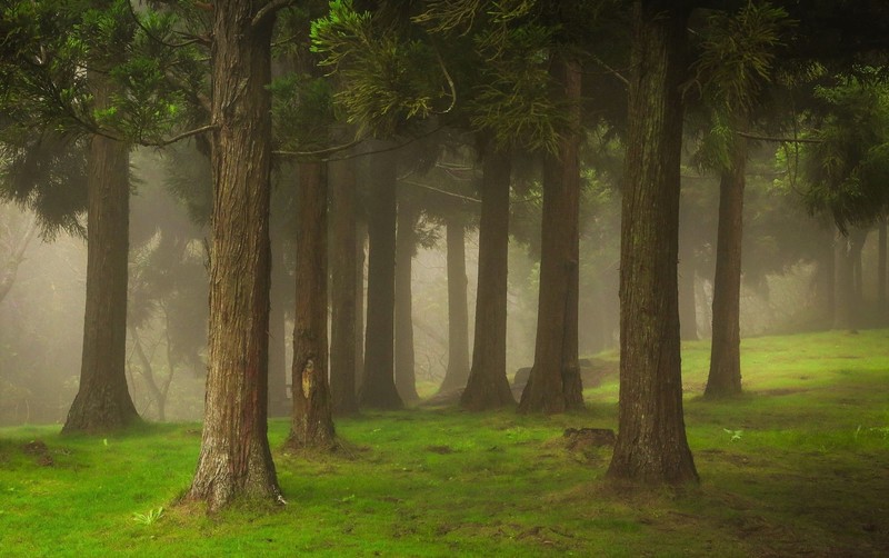 landscape, forest, mist, outdoors