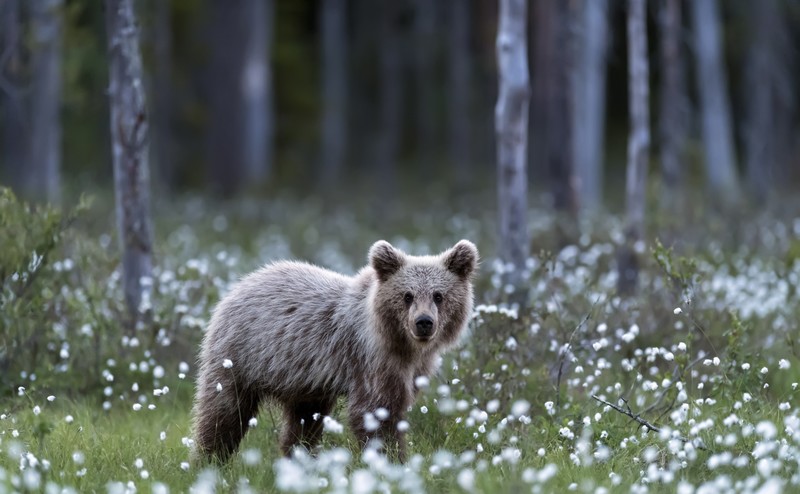 wildlife, bears, depth of field, forest