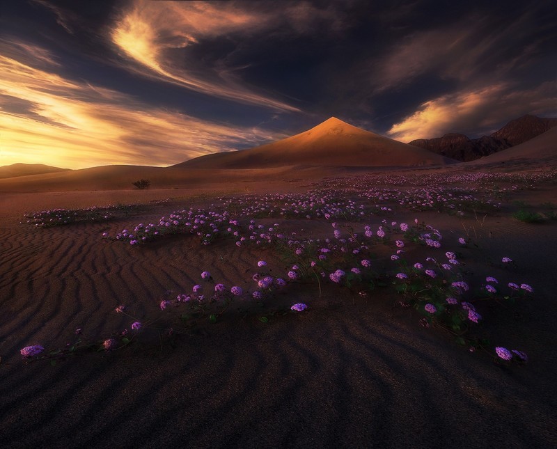 landscape, desert, flowers