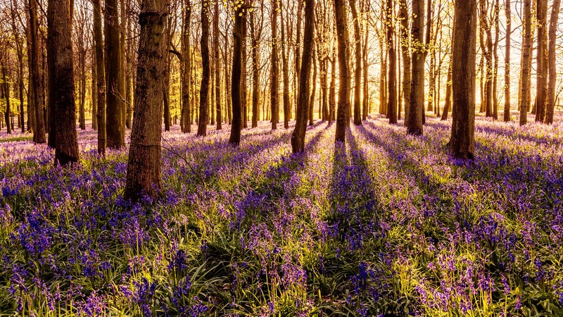 landscape, forest, blue flowers