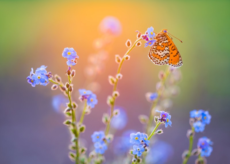 butterfly, insect, blue flowers