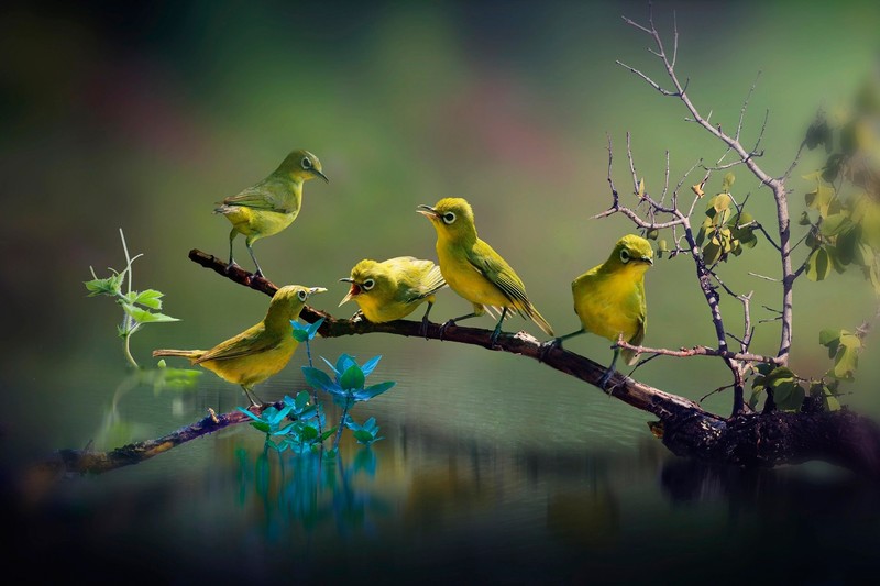 birds, animals, nature, water