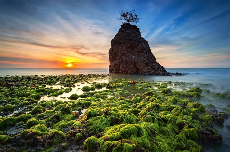 sunset, nature, plants, sea, sky, moss, horizon