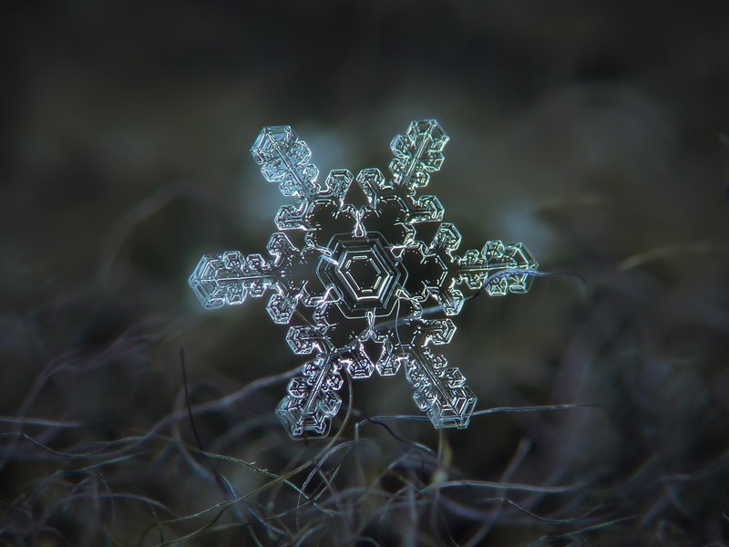 field, detailed, snowflakes