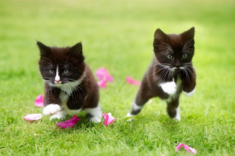 cats, grass, kittens, jumping, animals