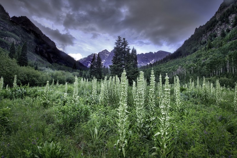 plants, USA, nature, mountains