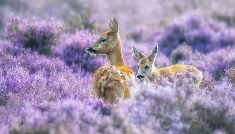 purple, nature, plants, animals, deer