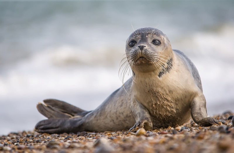 animals, nature, seals