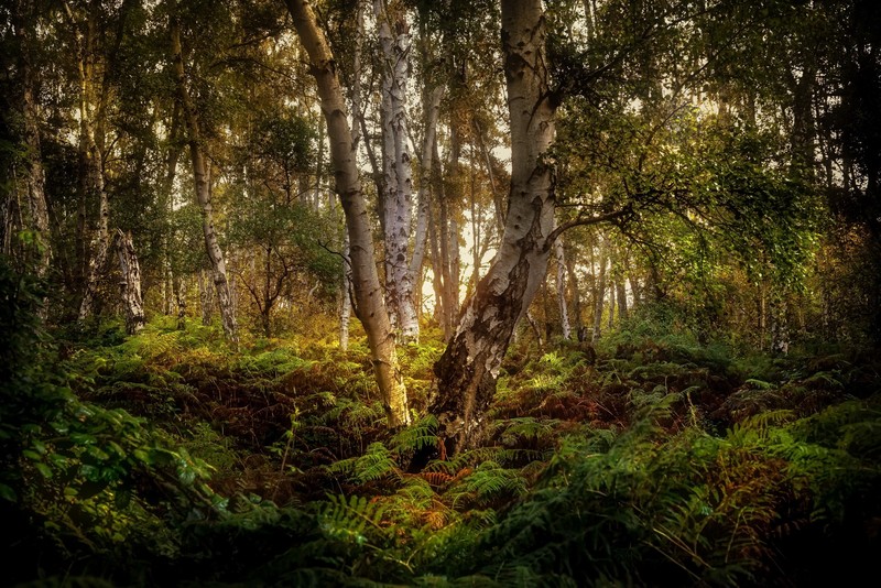 forest, nature, trees, ferns