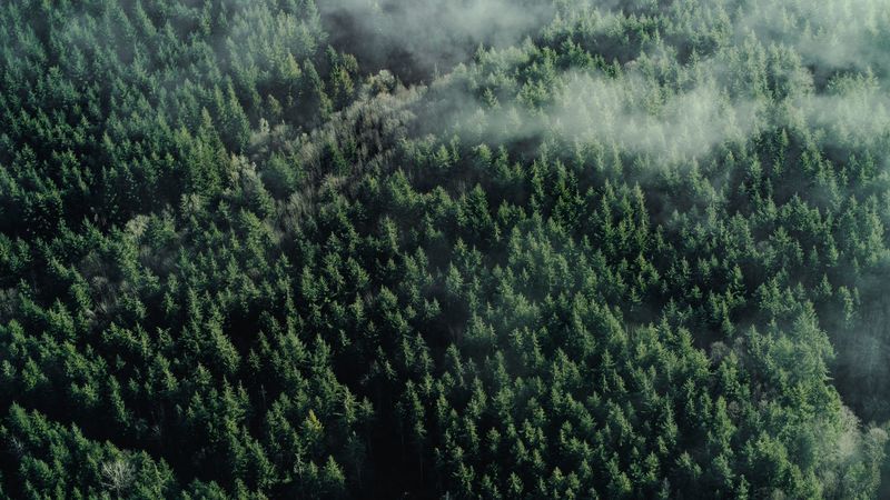forest, aerial view, trees, tops, clouds, 4k