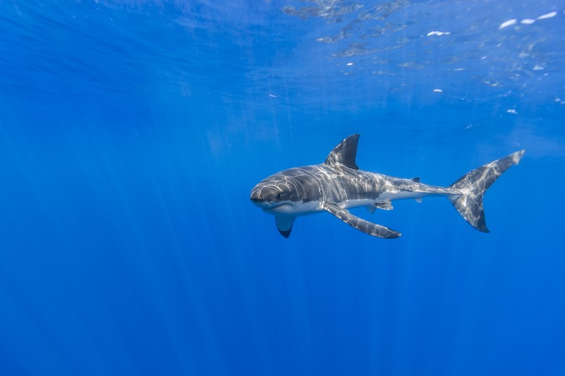 blue, underwater, shark, animals