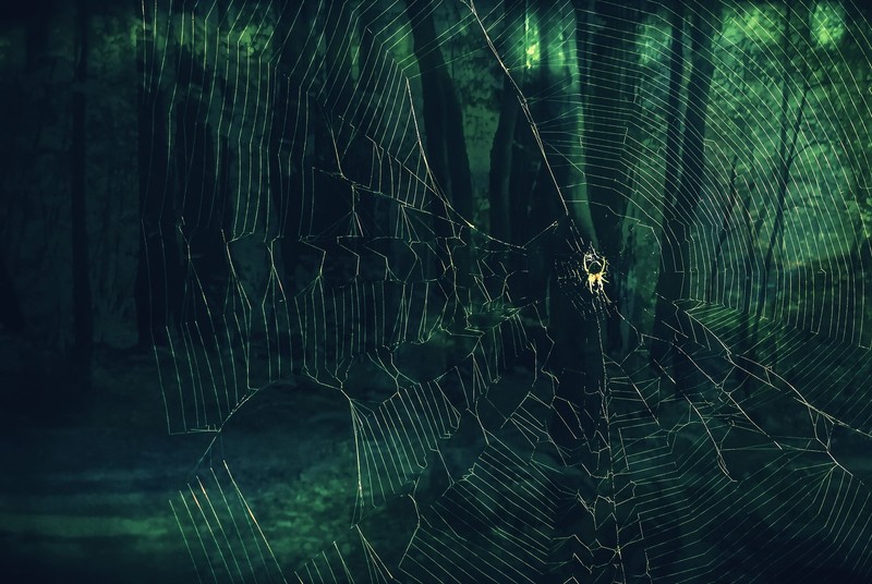 spider, spiderwebs, green, nature, trees