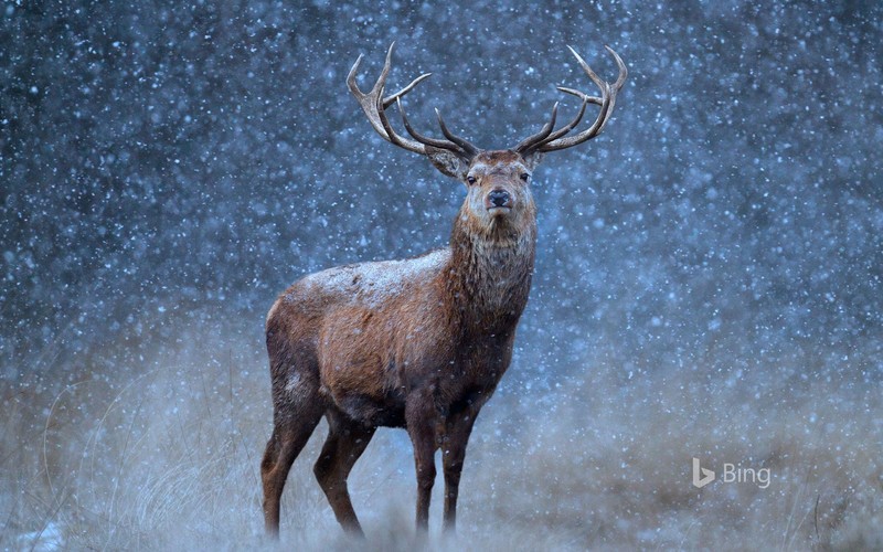 deer, Bing, animals, nature, snow