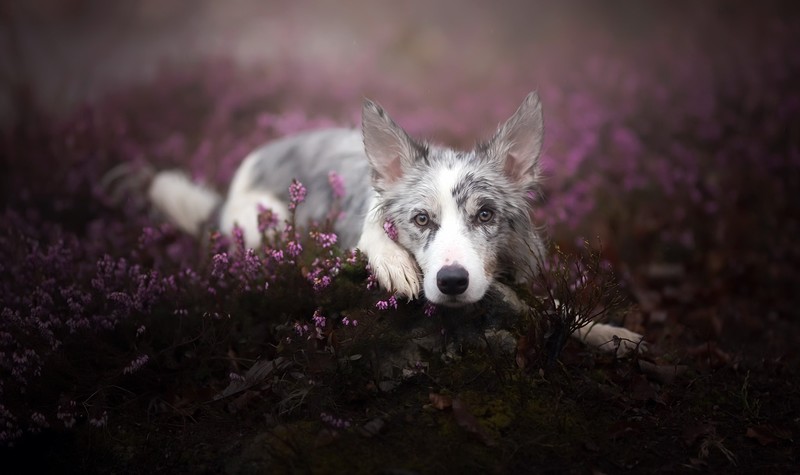 nature, dark, plants, animals, dog, purple