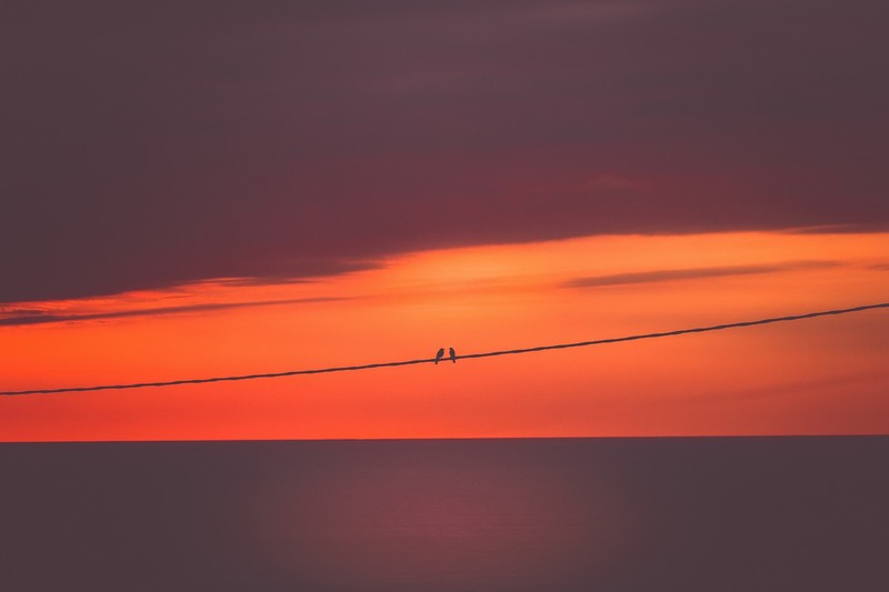 sky, horizon, birds, wire, sunlight
