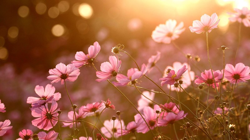 colorful, nature, sunlight, plants, flowers, pink flower, pink flowers, pink, macro