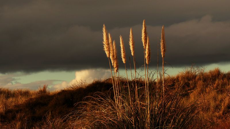 grass, panicles, dry, stems, plant, 4k