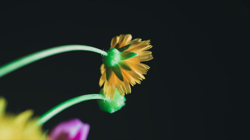 flower, yellow, macro, bloom, stem, petals, 4k