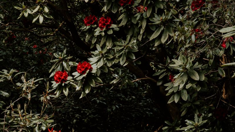 tree, flowers, red, plant, garden, 4k