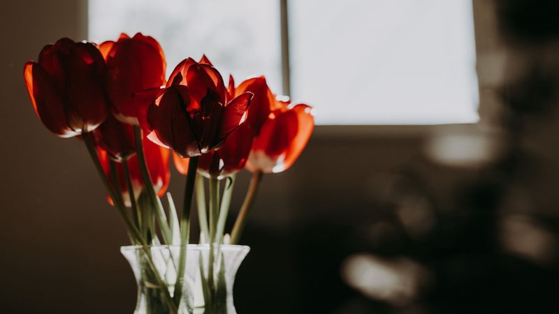 tulips, flowers, bouquet, red, 4k