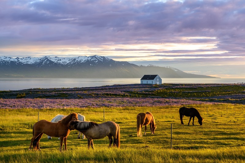Iceland, nature, horse, sky, landscape, animals