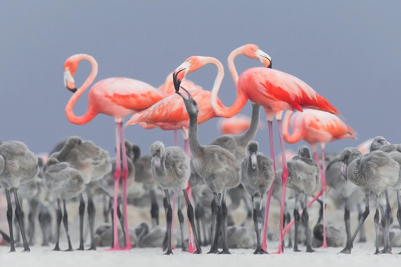 nature, animals, birds, baby animals, flamingos, depth of field, Mexico