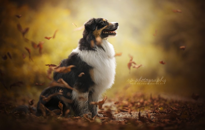 dog, animals, nature, leaves