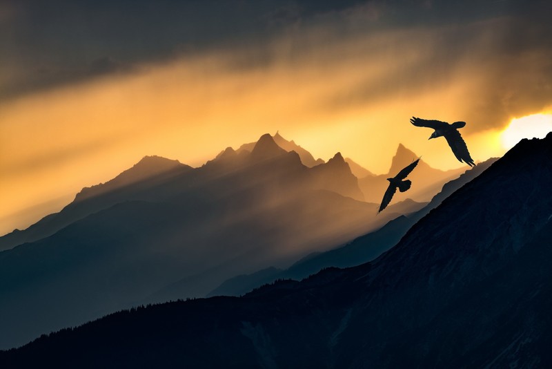 dark, sky, sunlight, birds, nature, animals, mountains