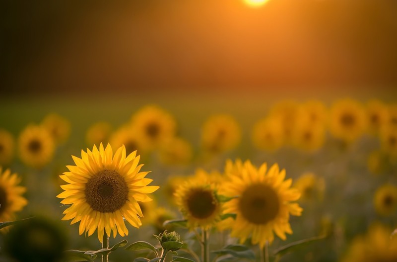 sunflowers, flowers, field, yellow flowers, sunlight