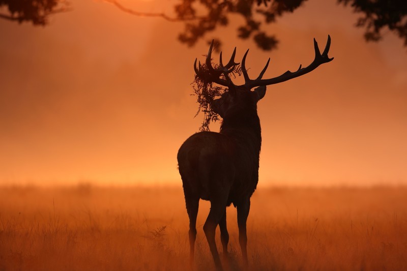 sunlight, deer, nature, animals
