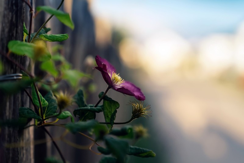 macro, bokeh, blurred, green, flowers