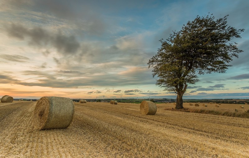 field, sky, trees, landscape