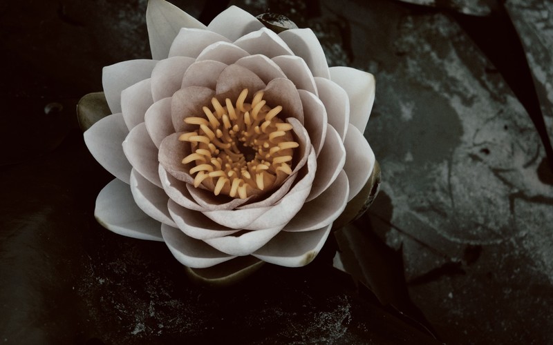 flowers, water, lotus flowers