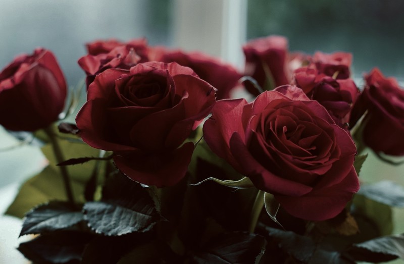 red flowers, rose, plants, flowers