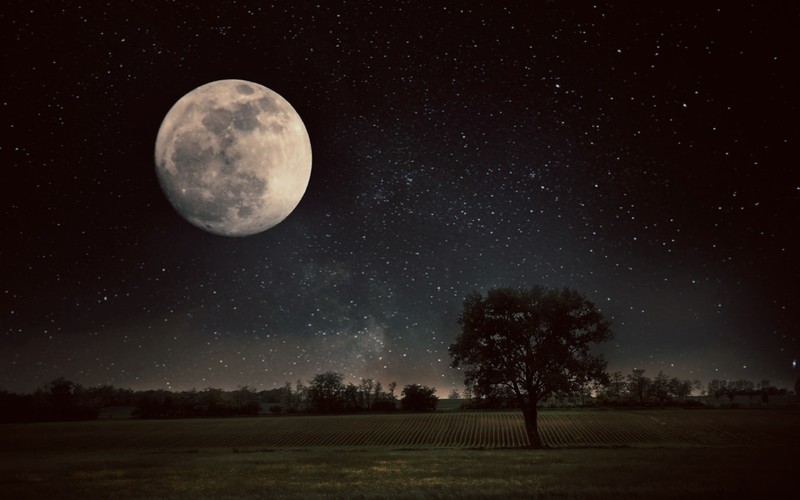 Moon, trees, field, nature
