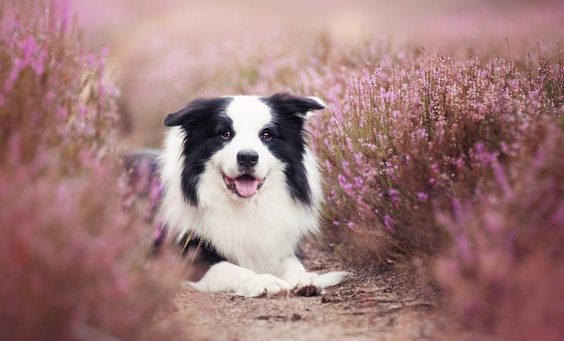 nature, animals, dog