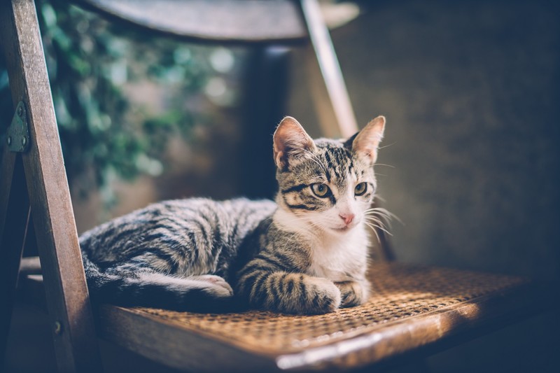 chair, cats, animals