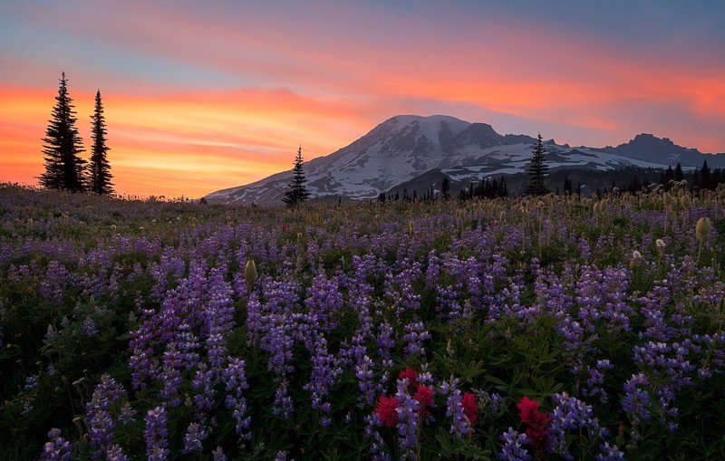 sunlight, nature, sky, purple flowers, mountains
