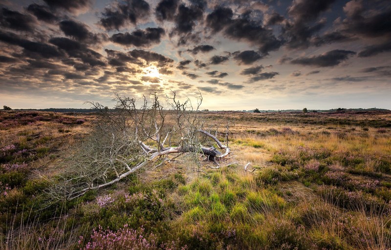 sky, nature, landscape, clouds, shrubs, plains