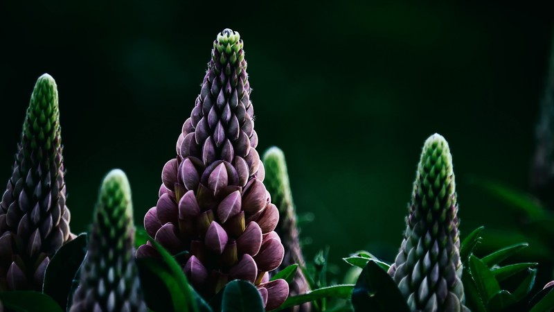 dark, macro, plants, nature