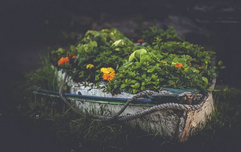 plants, boat, leaves, green