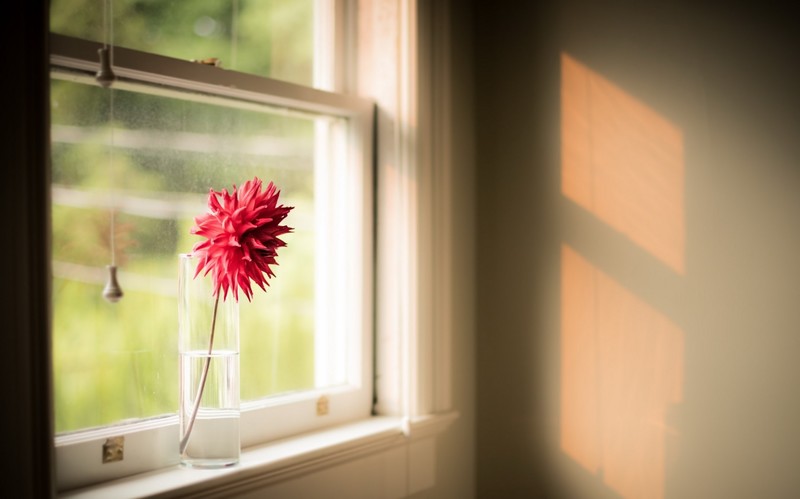 window, red flowers, flowers