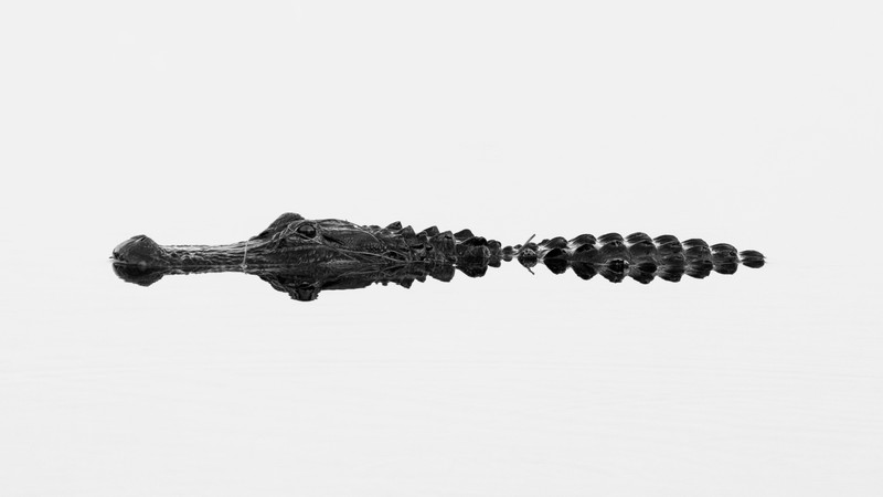 minimalism, animals, white background, water, crocodiles, reflection, monochrome, amphibian, photography, reptiles, white