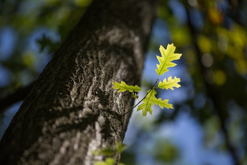 nature, trees, plants, leaves