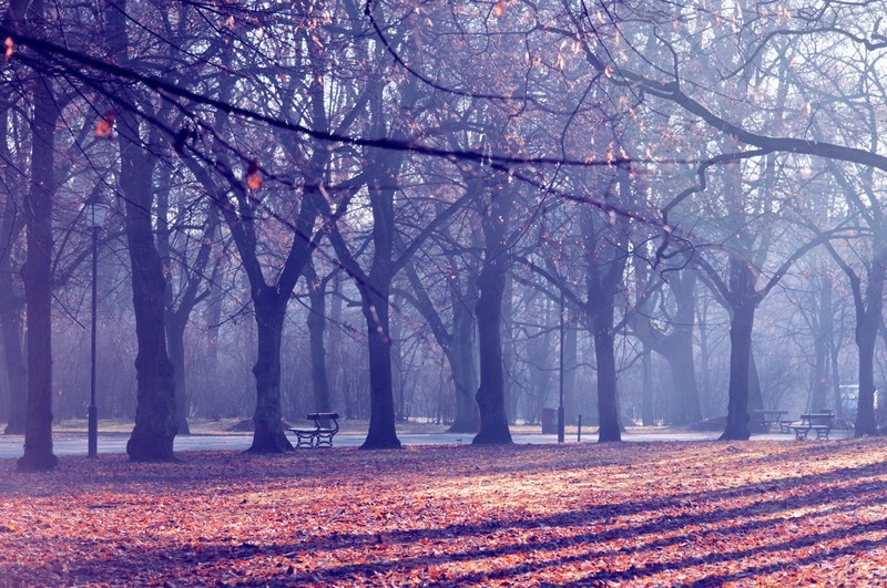 park, trees, outdoors, leaves, fall, purple