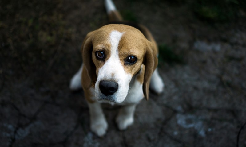 dog, face, animals, Beagles