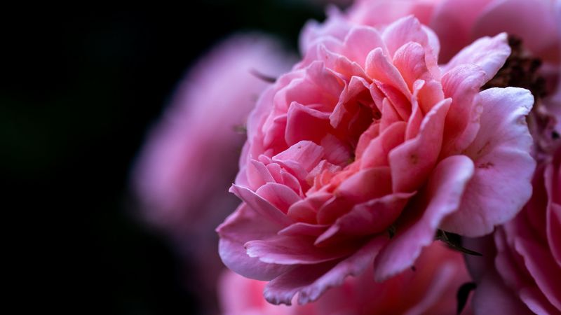 rose, pink, flower, macro, closeup, petals, 4k