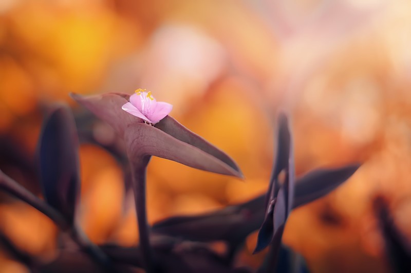 bokeh, nature, macro, plants