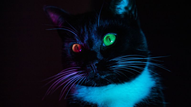 cat, heterochromia, eyes, colorful, view, 4k